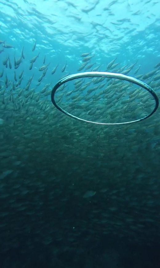 A bubble ring passing through a huge school of fish